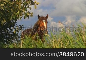 Pferd hinter hohem Gras