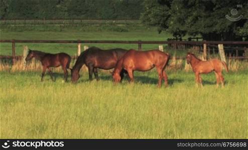 Pferde auf einer Weide fressen Gras