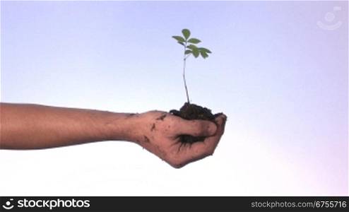 Pflanze in einer Hand