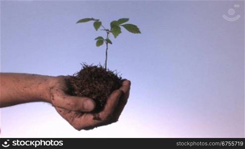 Pflanze in einer Hand