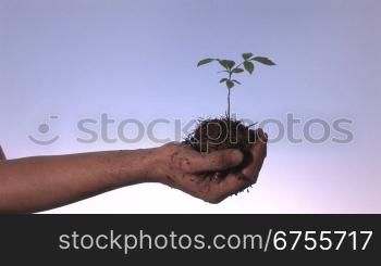 Pflanze in einer Hand wird ins und aus dem Bild genommen