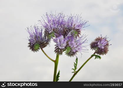 Phacelia, Scorpionweed (Phacelia tanacetifolia)