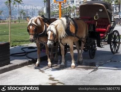 Phaeton - Black old fashioned cart and horses in Alsancak, Izmir