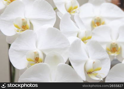 Phalaenopsis