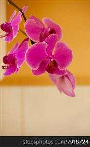 Phalaenopsis. Closeup of elegant pink purple orchid tropical flower blossoming indoor. Nature.