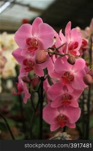 Phalaenopsis orchid in solid shocking pink