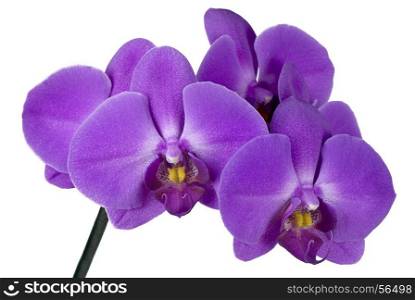 Phalaenopsis Orchid on a white background