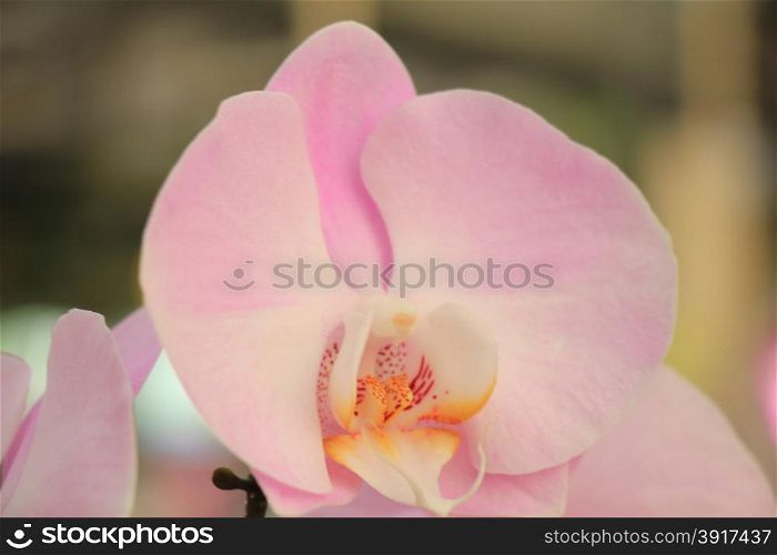 Phalaenopsis orchid, pale pink and white