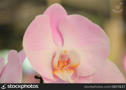 Phalaenopsis orchid, pale pink and white