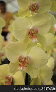 Phalaenopsis orchid, pale yellow and pink