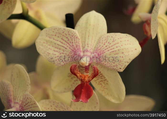 Phalaenopsis orchid, pale yellow and pink