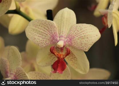 Phalaenopsis orchid, pale yellow and pink