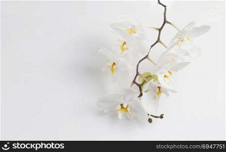 Phalaenopsis orchids and bud close up over white background. White Phalaenopsis orchids and bud close up over white background.