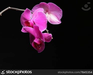 Phalaenopsis. Pink orchid on black background