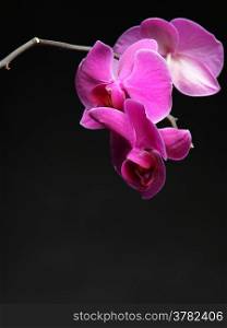 Phalaenopsis. Pink orchid on black background with copy space