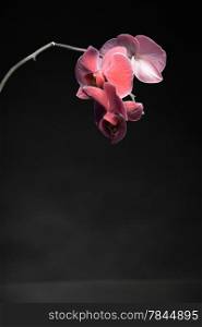 Phalaenopsis. Pink orchid on black background with copy space