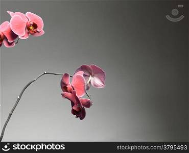 Phalaenopsis. Pink orchid on gray background