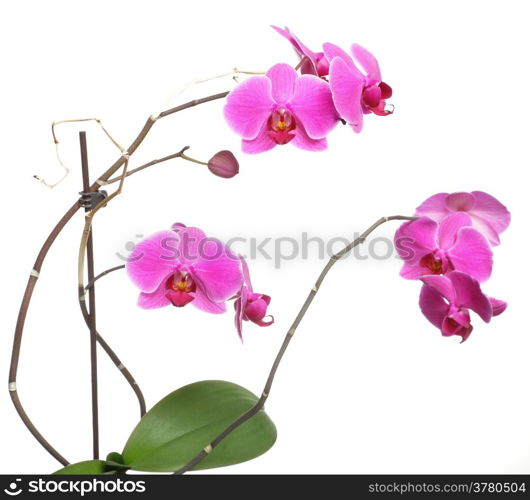 Phalaenopsis. Pink orchid on white background