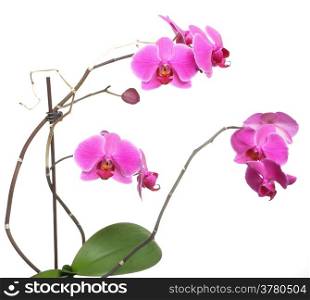 Phalaenopsis. Pink orchid on white background