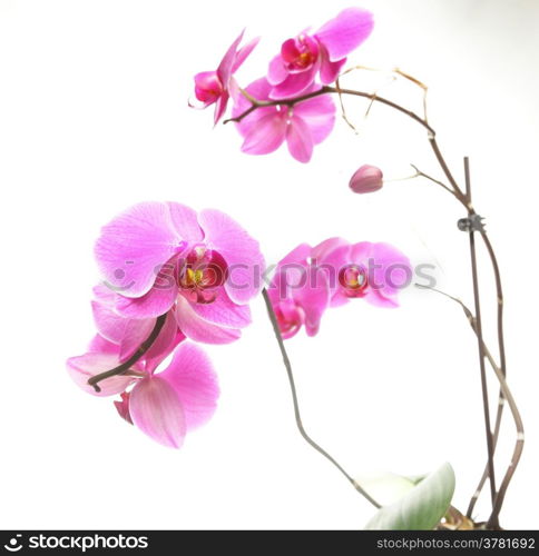 Phalaenopsis. Pink orchid on white background