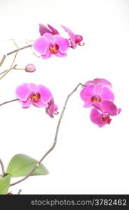 Phalaenopsis. Pink orchid on white background