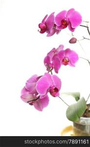 Phalaenopsis. Pink orchid on white background