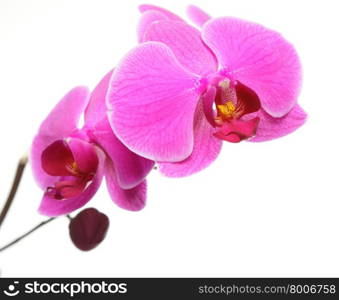 Phalaenopsis. Pink orchid on white background