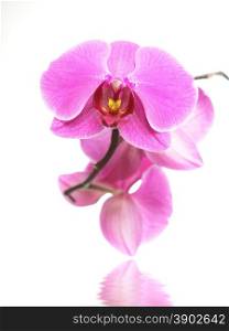 Phalaenopsis. Pink orchid reflected in water on white background