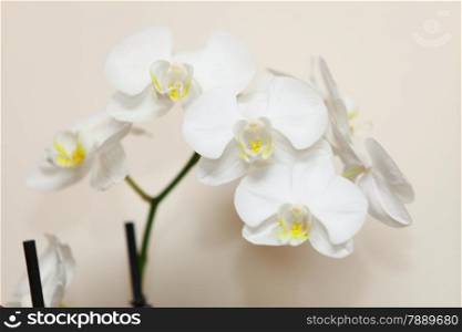 Phalaenopsis. White orchid on bright wall background
