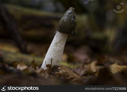 Phallus impudicus known colloquially as the common stinkhorn, is a widespread fungus in the Phallaceae