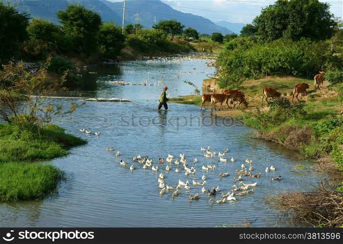 PHAN RANG, VIET NAM-OCT 22: Amazing scene of Vietnamese village, Asian people herding cow cross stream, duck swim on river, beautiful nature, fresh air, wonderful landscape, Vietnam, Oct 22, 2013