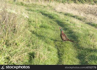 Pheasant on grass tracks, Berwickshire, Scotland