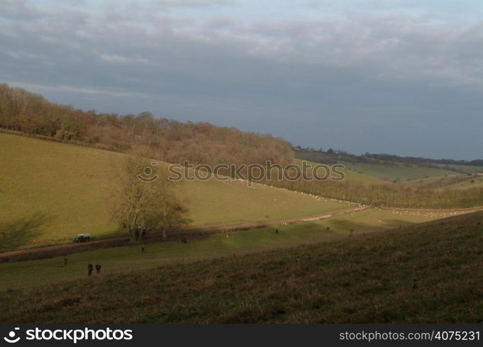 Pheasant shooting