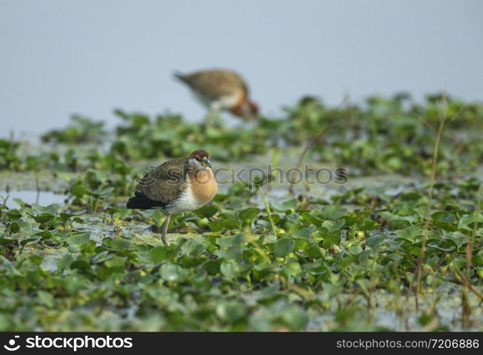 Pheasant tailed Jakana, Hydrophasianus chirurgus, Bharatpur, Rajasthan, India