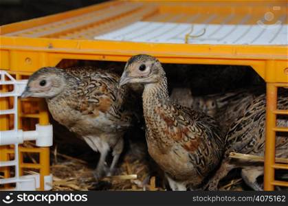 Pheasants being released from their pen