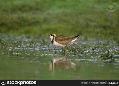 Pheasent tailed Jacana in non breeding plumage, Hydrophasianus chirurgus, India.. Pheasent tailed Jacana in non breeding plumage, Hydrophasianus chirurgus, India