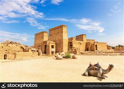 Philae Temple and a camel, beautiful sunny day, Aswan, Egypt.