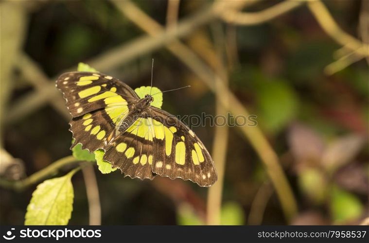 philaethria dido butterfly green with brown