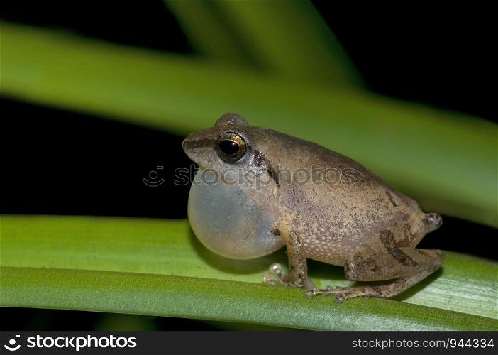 Philatus cf wyanadensis, a bush frog species from southern western ghats