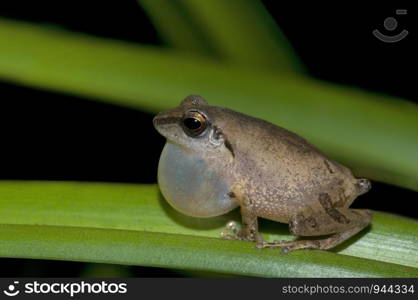 Philatus cf wyanadensis, a bush frog species from southern western ghats