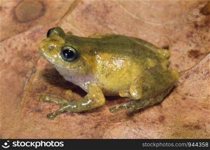 Philatus species, a bush frog from northeast India