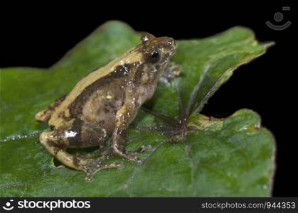 Philautus jerdonii a bush frog from northeast India