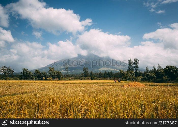 Philippine farmers field working, Volcano Mayon erupts clouds of smoke. Cereal rice Filipino agriculture at volcanic land. Tropical rural landscape of yellow growing plants and green trees. Philippine farmers field working, Volcano Mayon erupt smoke clouds. Cereal rice Filipino agriculture