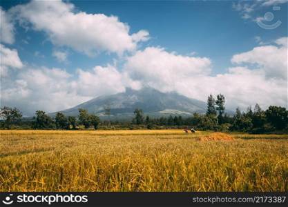 Philippine farmers field working, Volcano Mayon erupts clouds of smoke. Cereal rice Filipino agriculture at volcanic land. Tropical rural landscape of yellow growing plants and green trees. Philippine farmers field working, Volcano Mayon erupt smoke clouds. Cereal rice Filipino agriculture