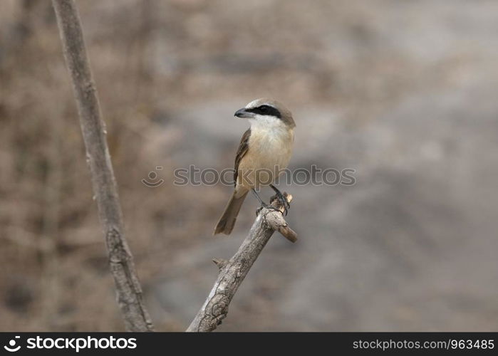 Philippine Shrike, Lanius cristatus, Salim Ali Bird Sanctuary, Thattekad, Kerala, India