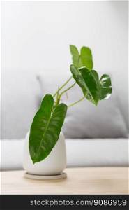 Philodendron burle-marxii in a white vase