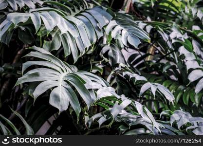 Philodendron in the garden Tropical leaves background