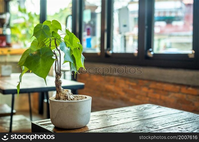 Philodendron Selloum in Plant pot on wooden table and Wall with Window in white the room vintage style in cafe interior in coffee shop with decorations and copy space Background
