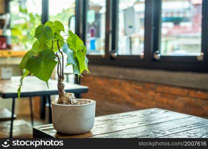 Philodendron Selloum in Plant pot on wooden table and Wall with Window in white the room vintage style in cafe interior in coffee shop with decorations and copy space Background