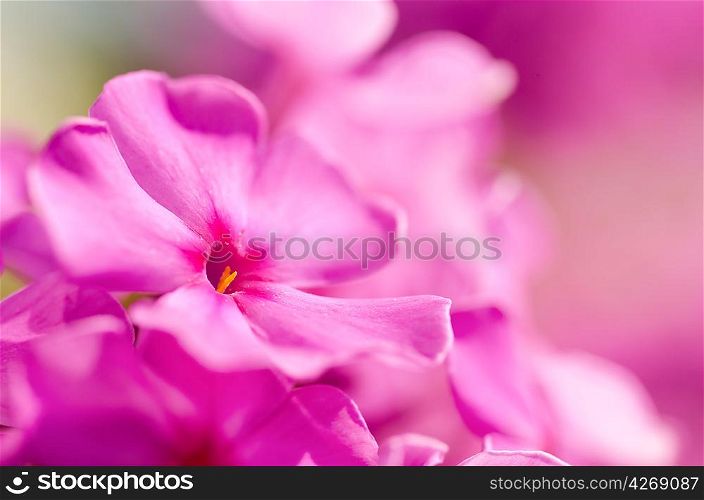Phlox flower close up view